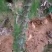 冬笋损耗少湖南冬笋深山现挖现发货