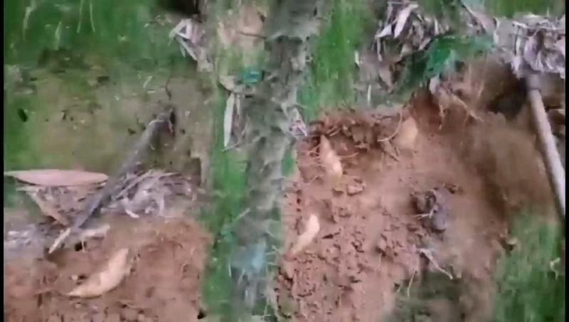 冬笋损耗少湖南冬笋深山现挖现发货