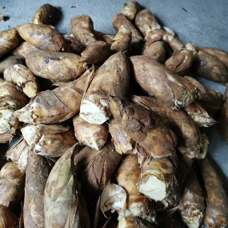 冬笋损耗少湖南冬笋深山现挖现发货