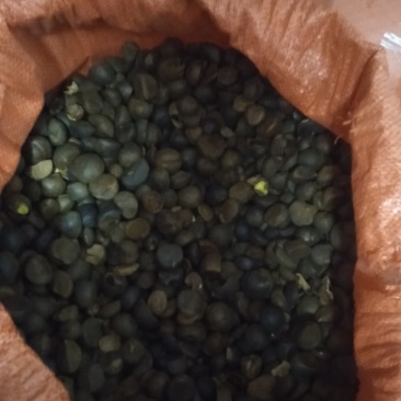 野生油茶籽，全干茶籽，鲜果。