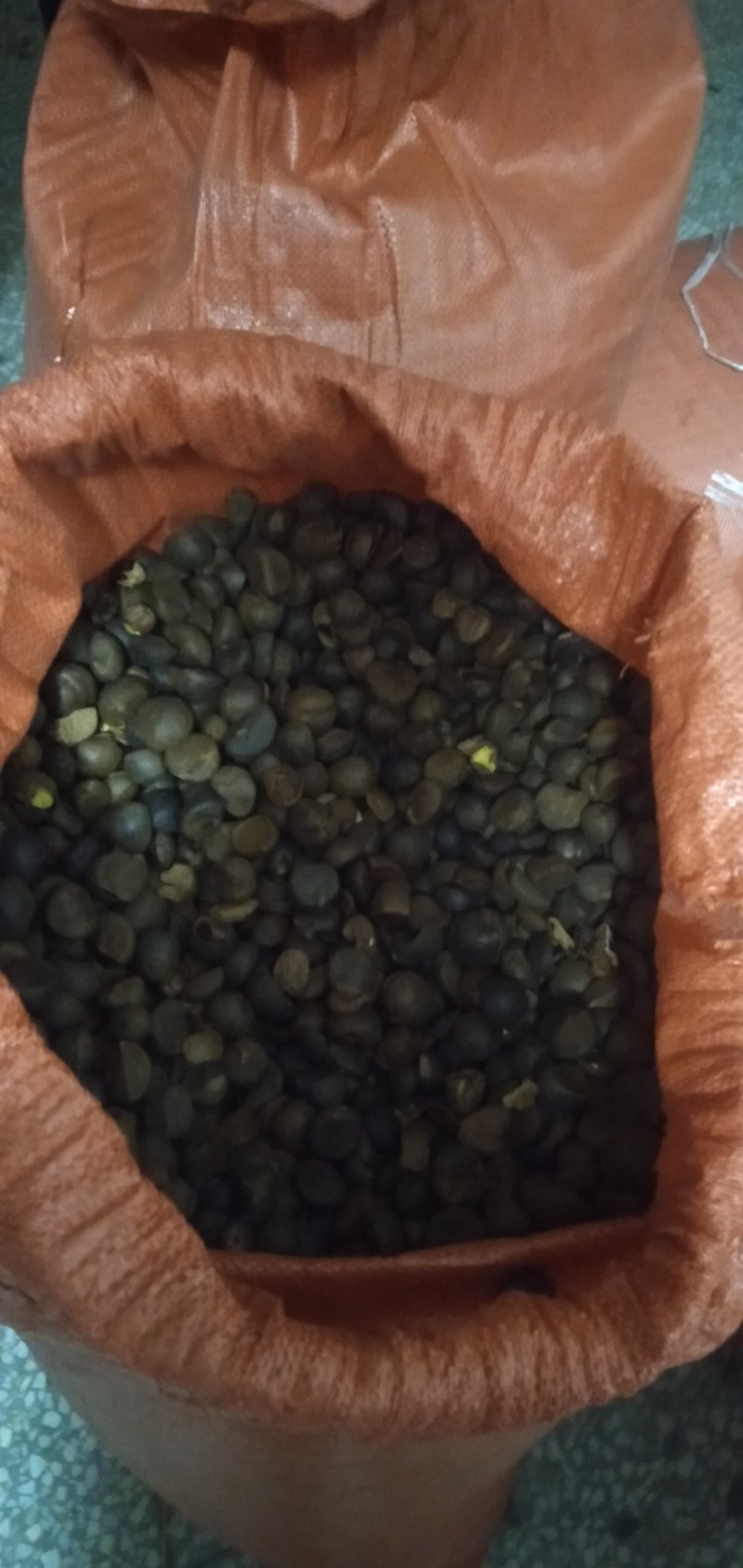 野生油茶籽，全干茶籽，鲜果。