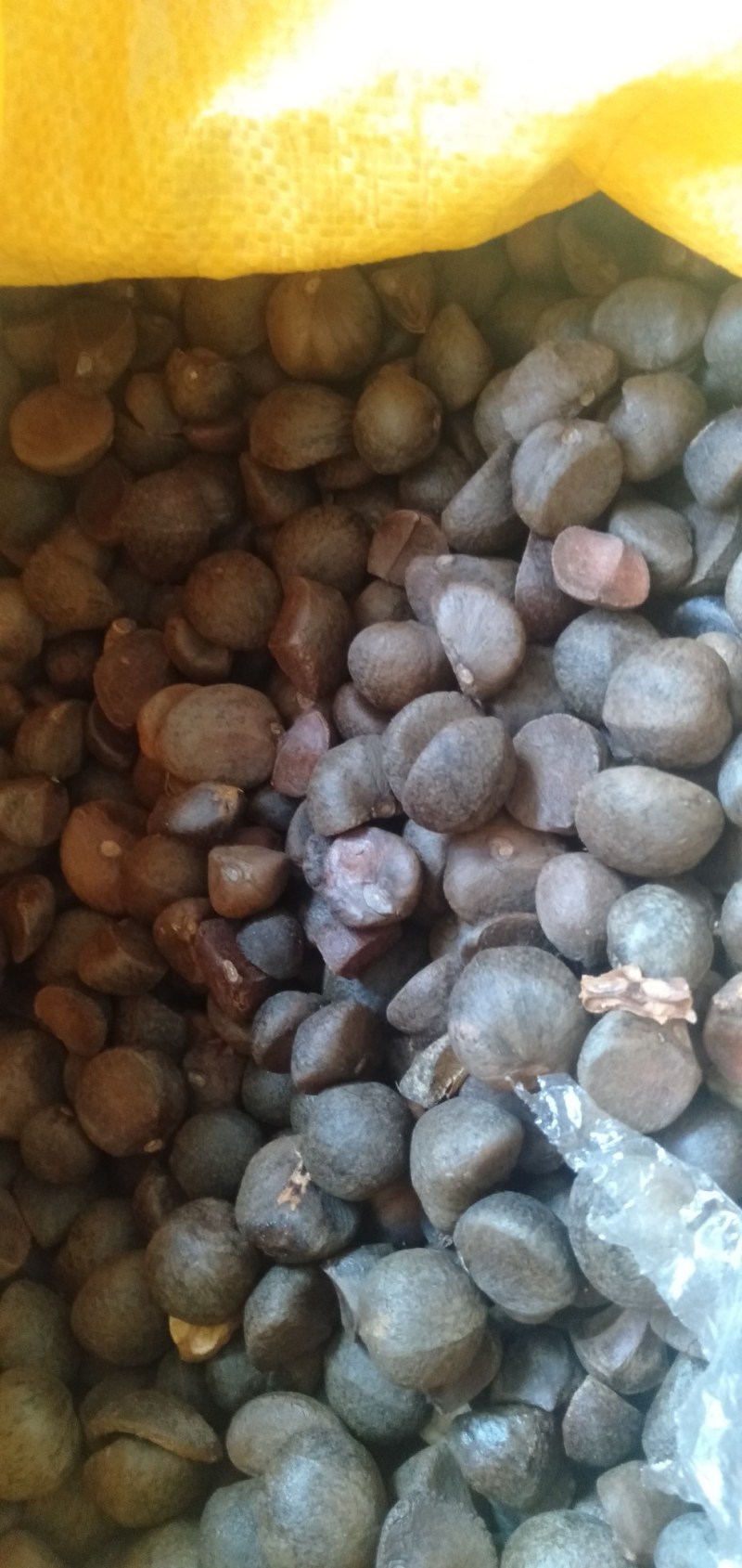 野生油茶籽，全干茶籽，鲜果。