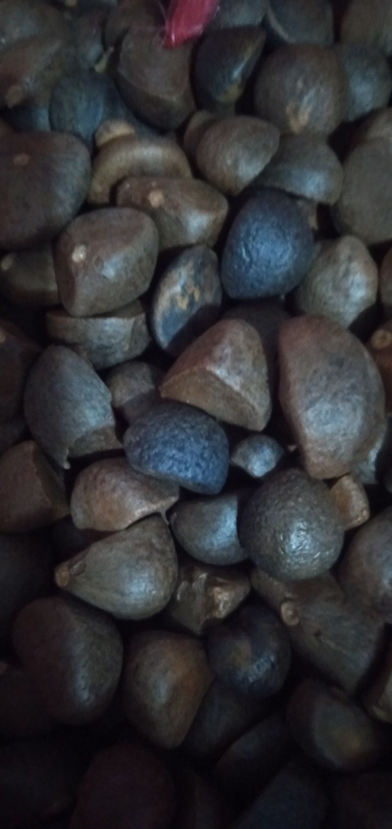 野生油茶籽，全干茶籽，鲜果。