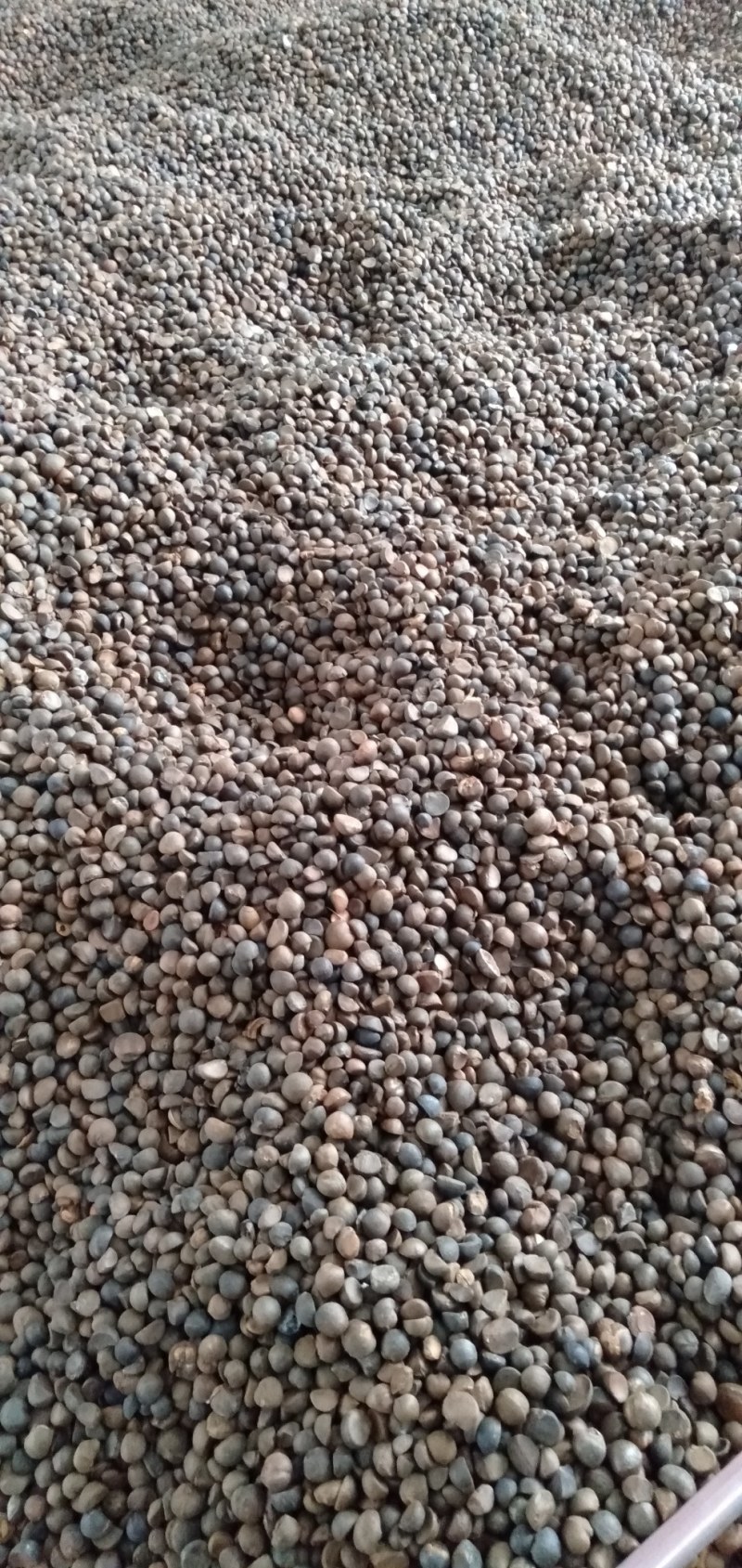 野生油茶籽，全干茶籽，鲜果。