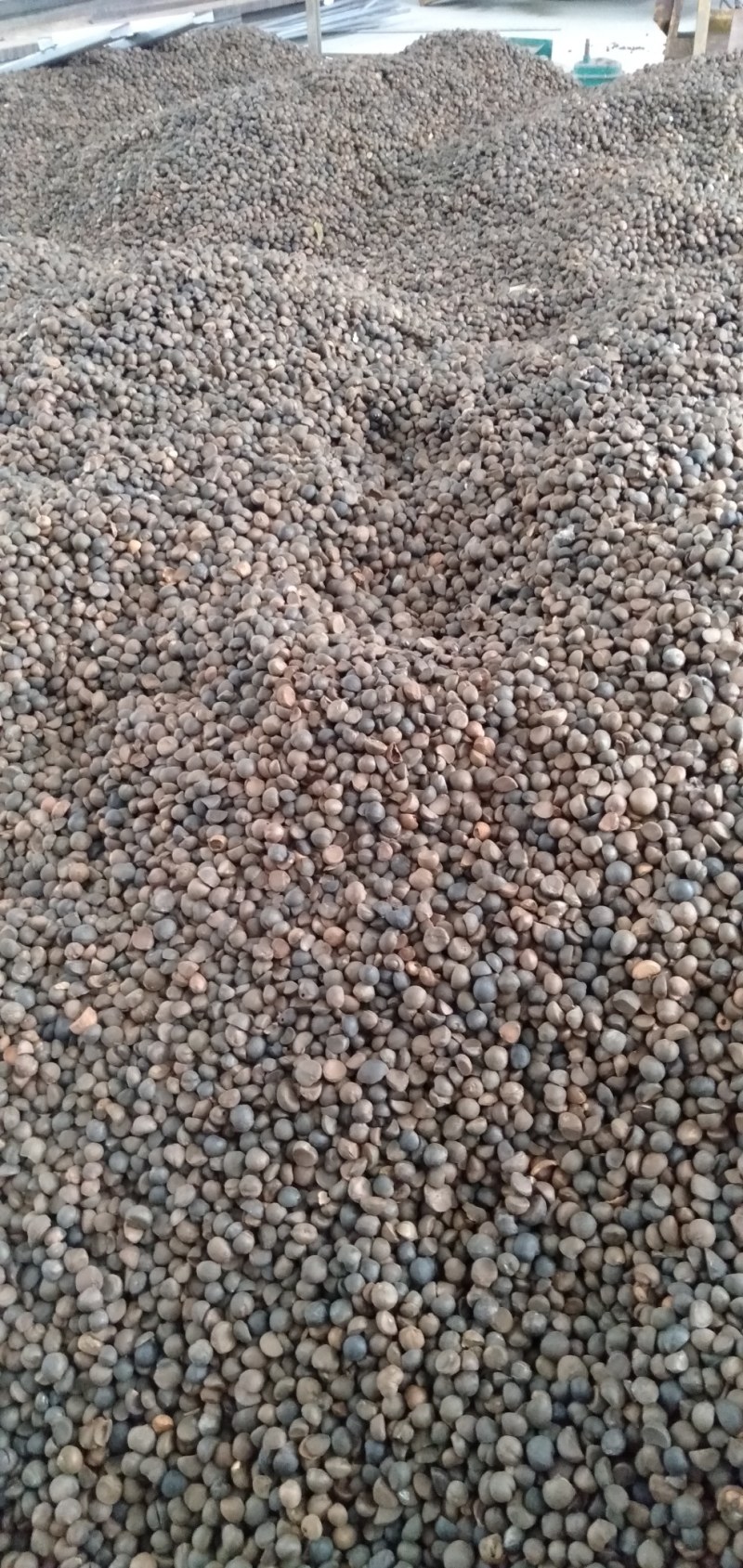 野生油茶籽，全干茶籽，鲜果。