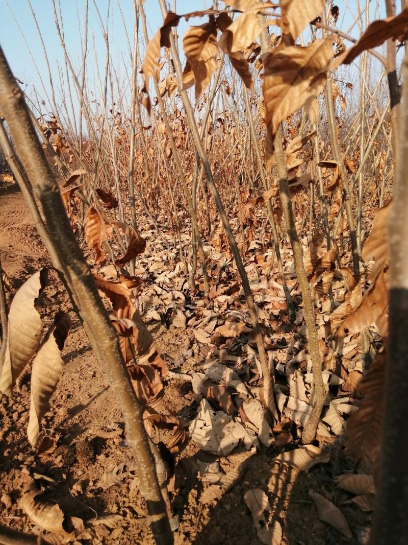 大量低价出售板栗嫁接苗，板栗实生苗，高产果大