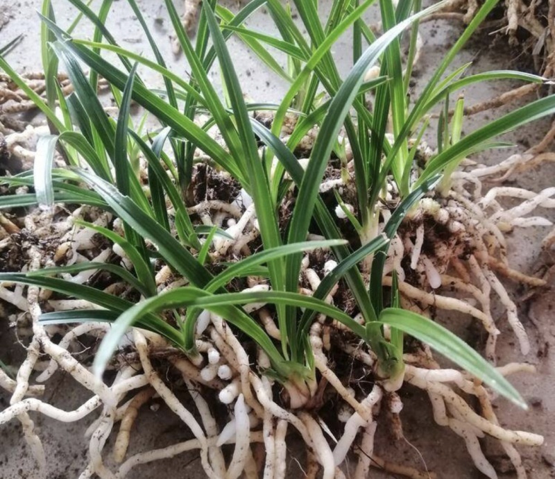 四季常青兰花大山现挖发货包邮