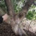 优质大杨梅树精品规格齐全园林绿化果园苗圃均可种植来电优惠