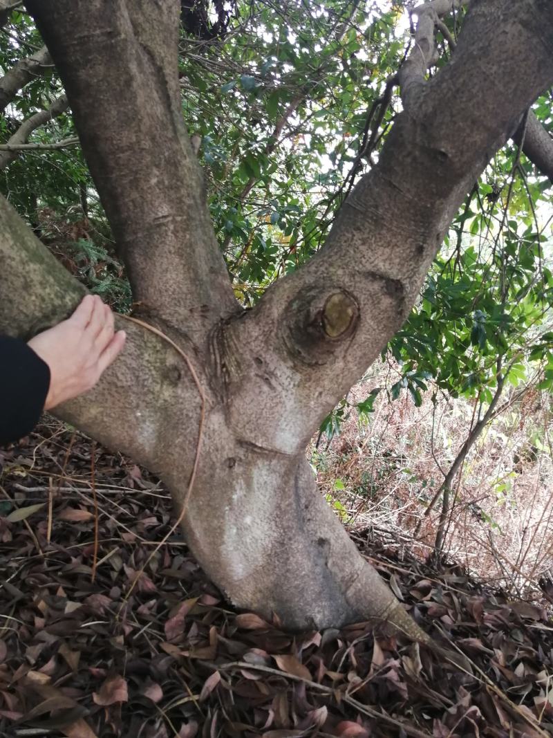 优质大杨梅树精品规格齐全园林绿化果园苗圃均可种植来电优惠