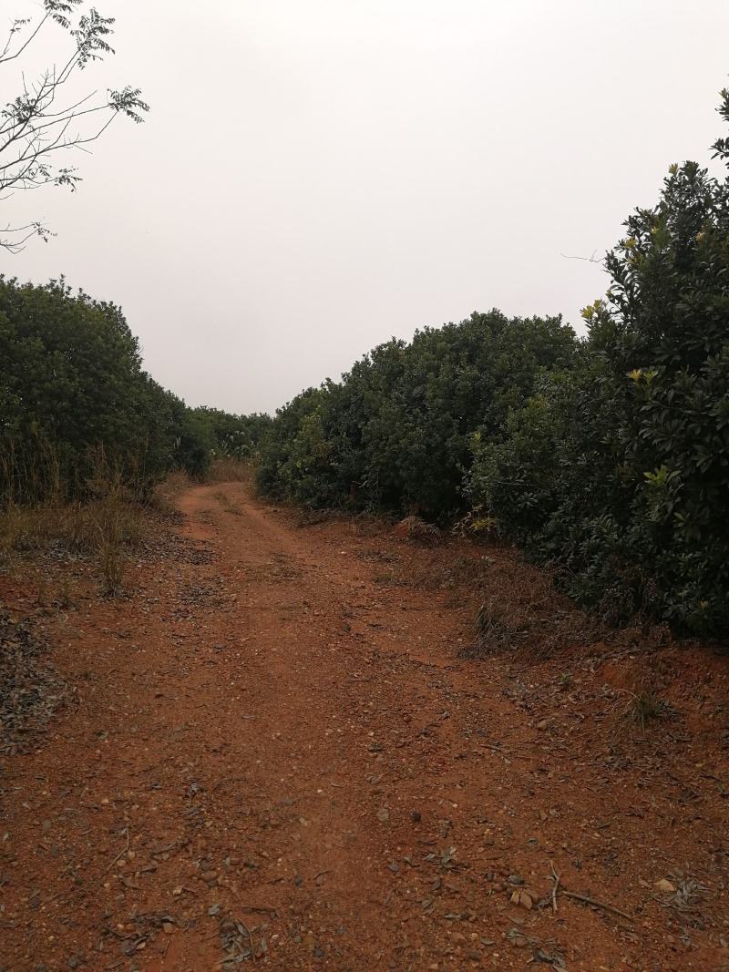 优质大杨梅树精品规格齐全园林绿化果园苗圃均可种植来电优惠