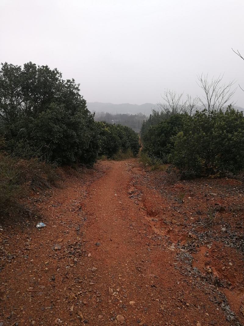 优质大杨梅树精品规格齐全园林绿化果园苗圃均可种植来电优惠