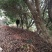 优质大杨梅树精品规格齐全园林绿化果园苗圃均可种植来电优惠