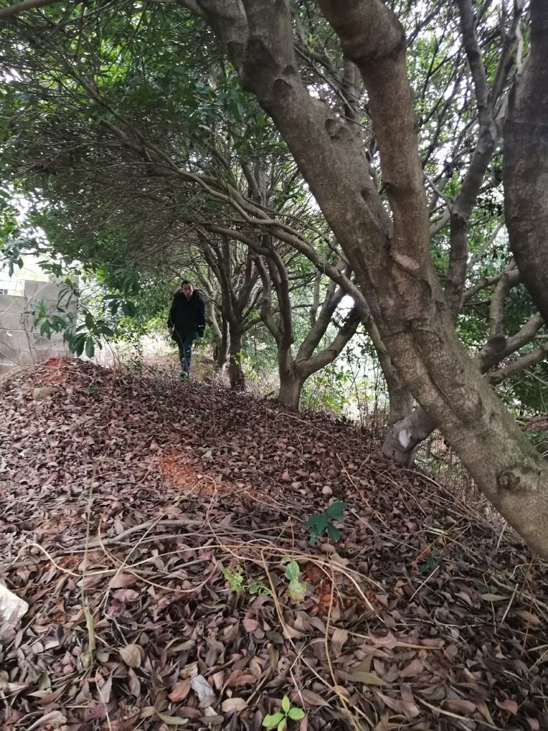 优质大杨梅树精品规格齐全园林绿化果园苗圃均可种植来电优惠