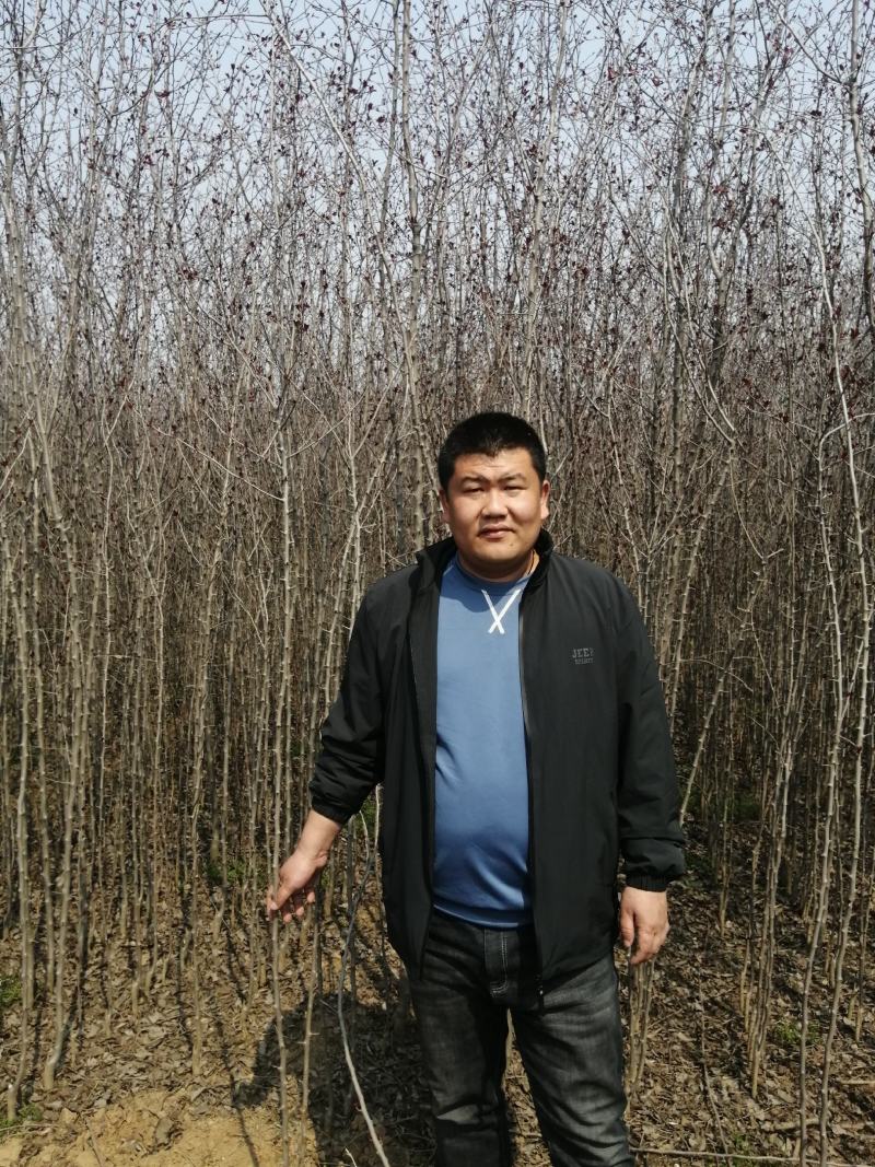 大量低价供应北美海棠小苗，绚丽，贵人果，冬红海棠等