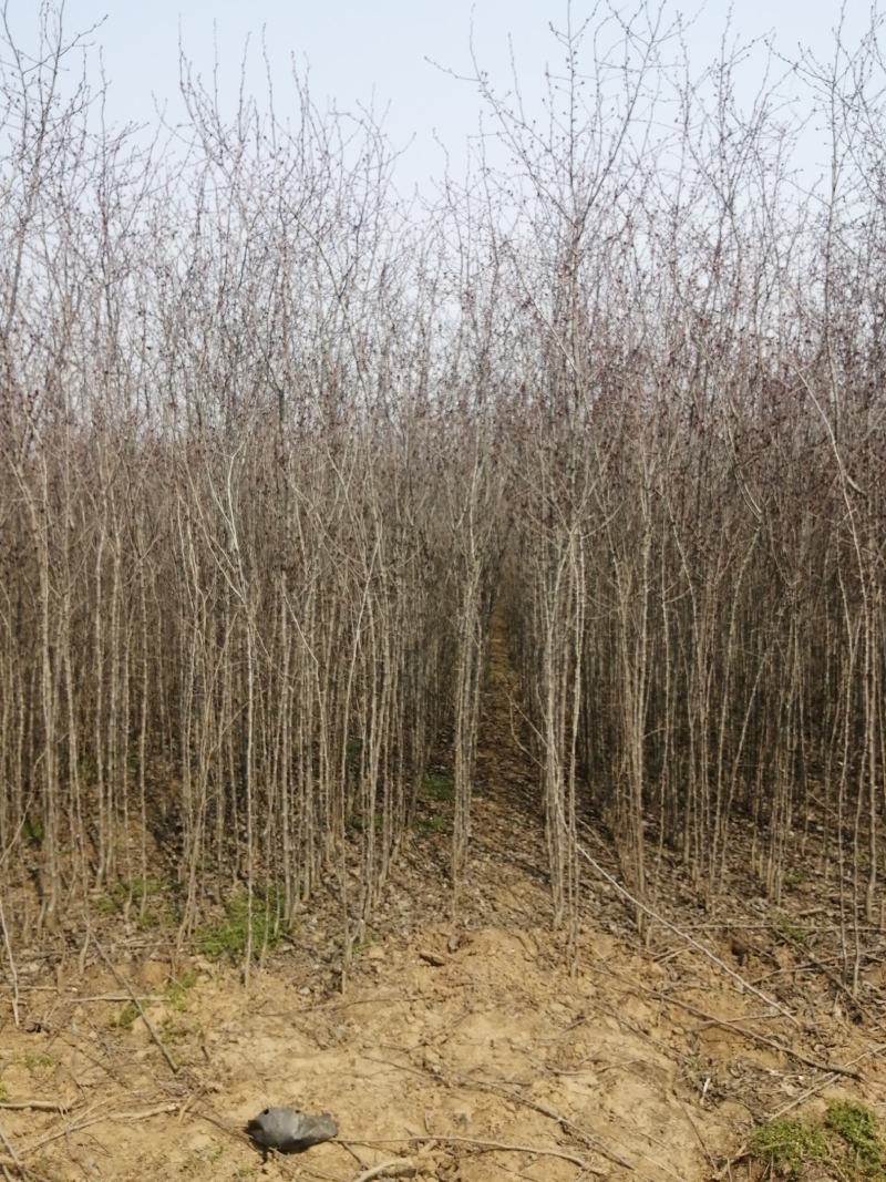 大量低价供应北美海棠小苗，绚丽，贵人果，冬红海棠等