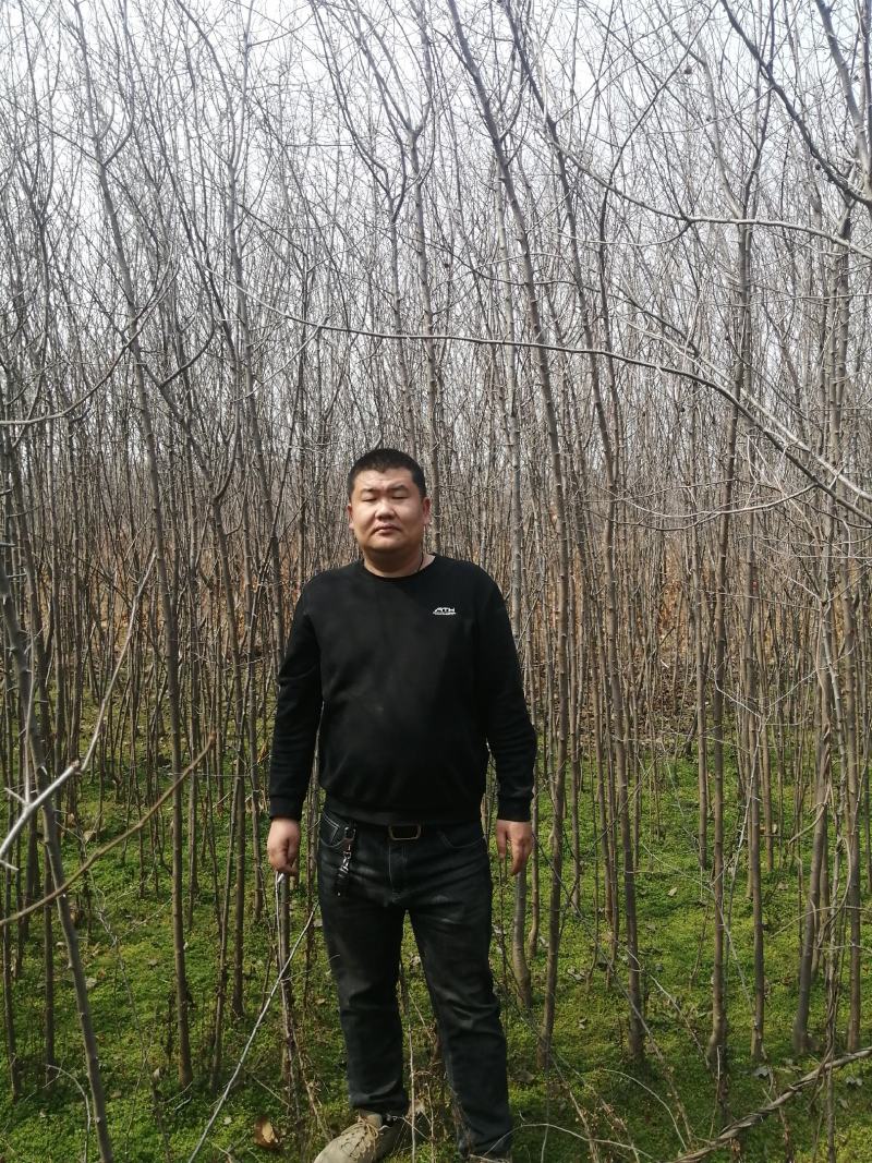 大量低价供应北美海棠小苗，绚丽，贵人果，冬红海棠等