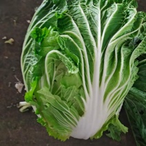 精品大白菜！！！！！！！！！！！！！！！！！