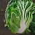 精品大白菜！！！！！！！！！！！！！！！！！