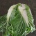 精品大白菜！！！！！！！！！！！！！！！！！