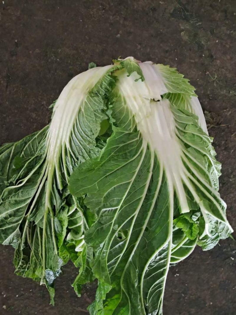 精品大白菜！！！！！！！！！！！！！！！！！
