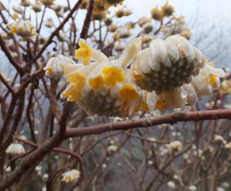 梦花树金腰带打结花梦香花新春花盆栽地种皆可