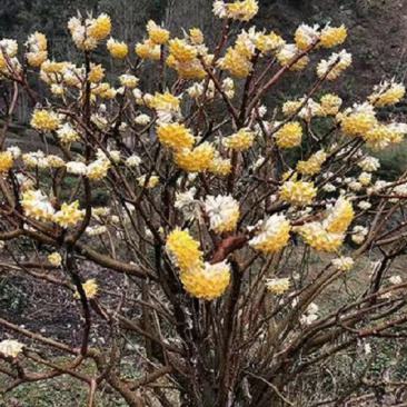 梦花树金腰带打结花梦香花新春花盆栽地种皆可