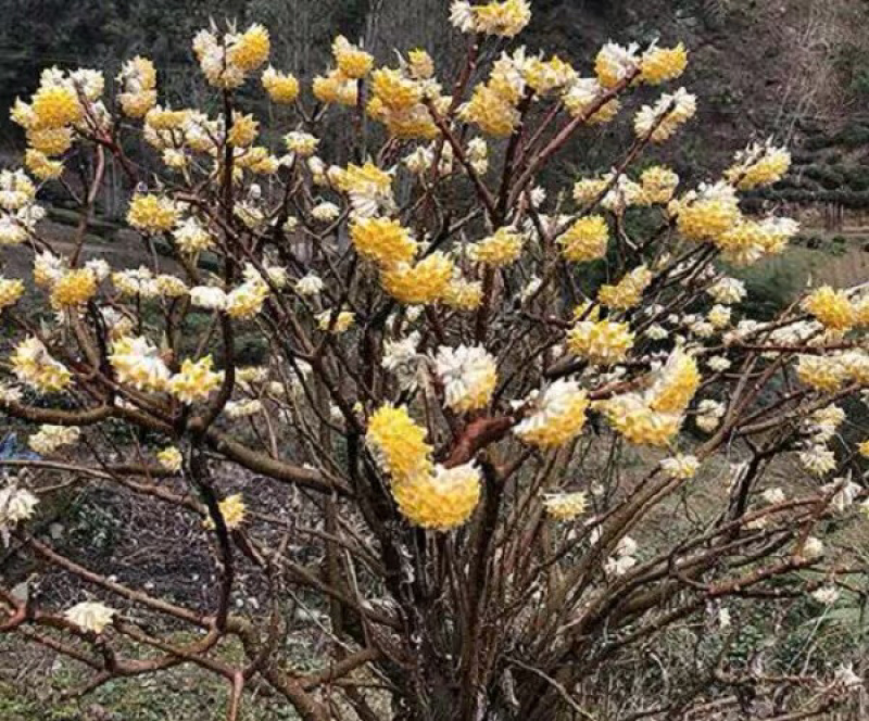 梦花树金腰带打结花梦香花新春花盆栽地种皆可