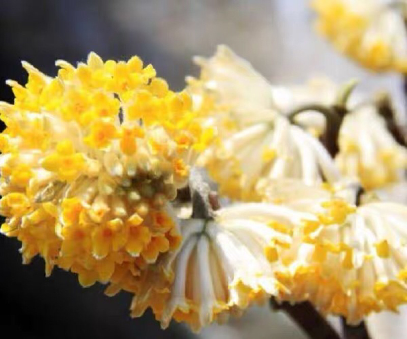 梦花树金腰带打结花梦香花新春花盆栽地种皆可