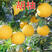 柚子树苗（新品种红心蜜柚，黄心柚，等）盆栽地栽南北适种