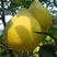 柚子树苗（新品种红心蜜柚，黄心柚，等）盆栽地栽南北适种