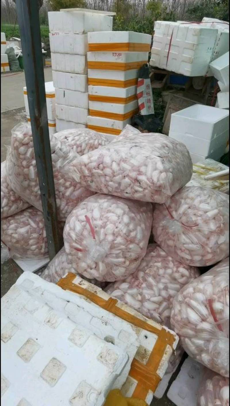 鱼泡，新鲜白鲢宰杀，现杀带血丝冰鲜发货，物流专线