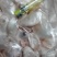 鱼泡，新鲜白鲢宰杀，现杀带血丝冰鲜发货，物流专线