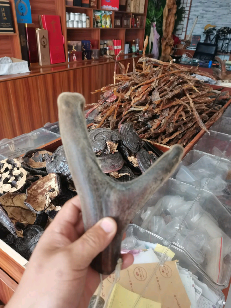 【需要一定要私聊我】长白山鹿茸片，鲜的，干的，切片都有