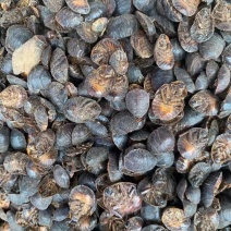 土鳖虫【包邮】三斤起发货可批量可零售量大从优