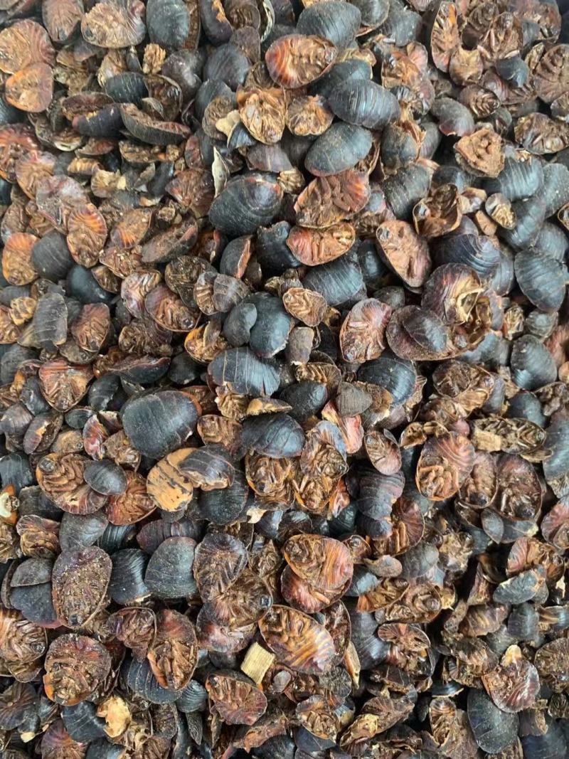 土鳖虫【包邮】三斤起发货可批量可零售量大从优