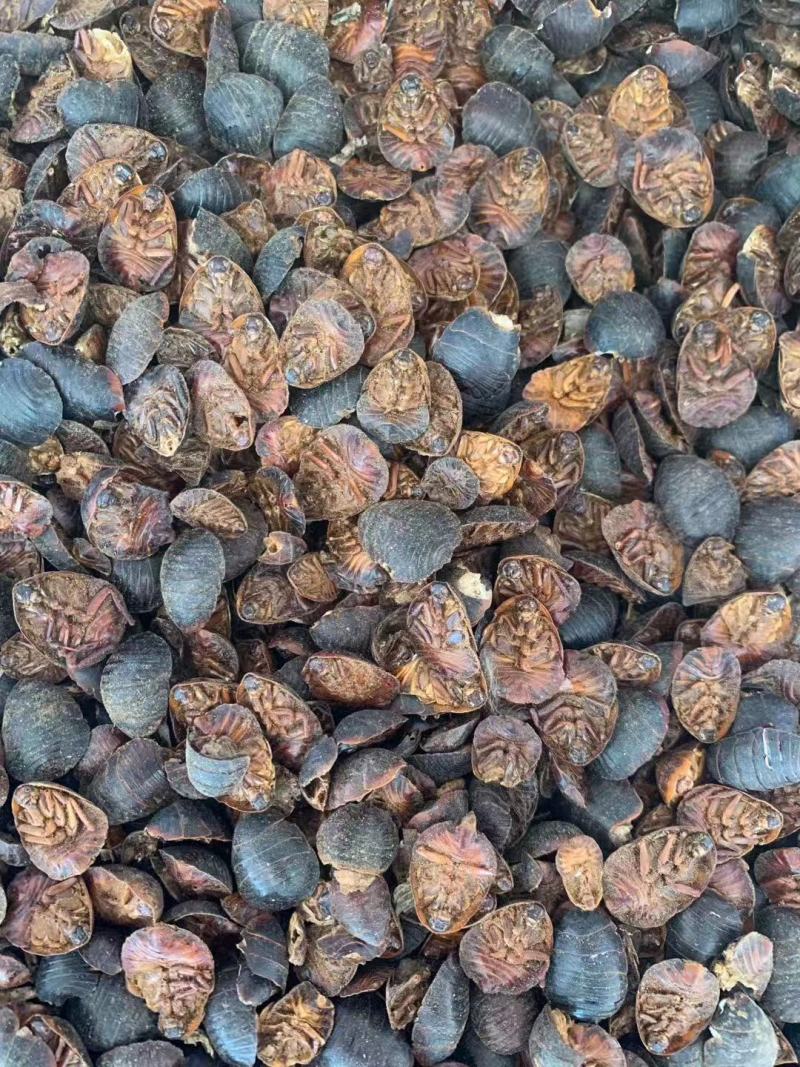 土鳖虫【包邮】三斤起发货可批量可零售量大从优