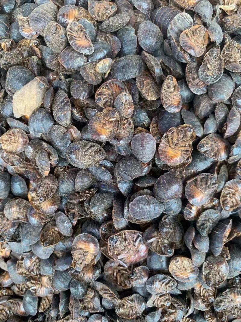 土鳖虫【包邮】三斤起发货可批量可零售量大从优