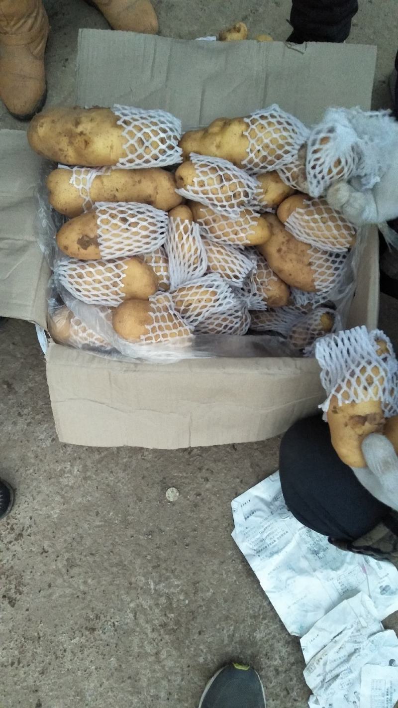 【产地直销】山东肥城四膜土豆大量供应，黄皮黄芯货源充足