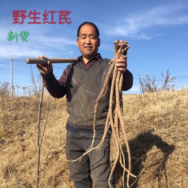岷县野生红芪（红芪原条，纯野生原产地直销）价格合理