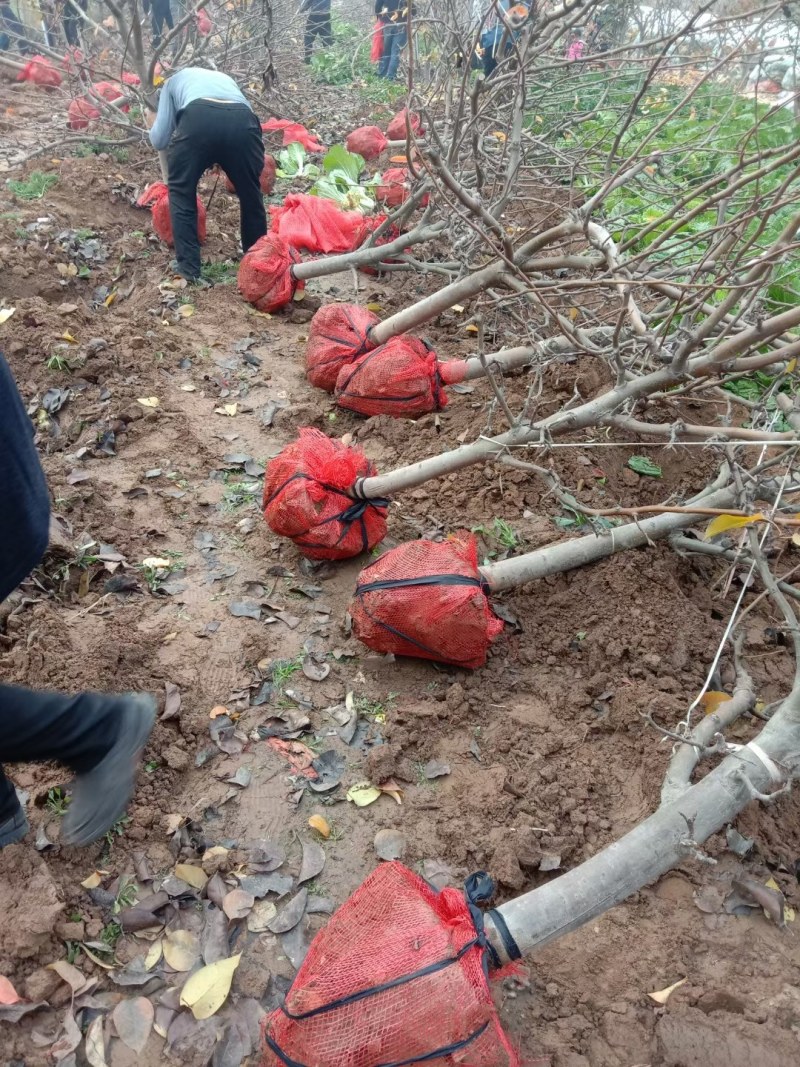 占地梨树，大量供应馆陶县众康果品站