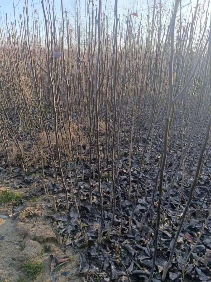 大量低价出售梨树苗，秋月，晚秋，黄金，等各品种梨树苗
