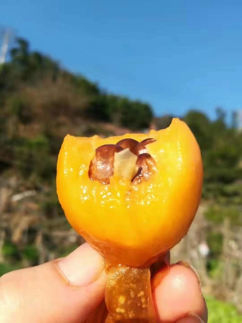 攀枝花米易早春枇杷上市啦，坐落于北回归线上的枇杷口感更清