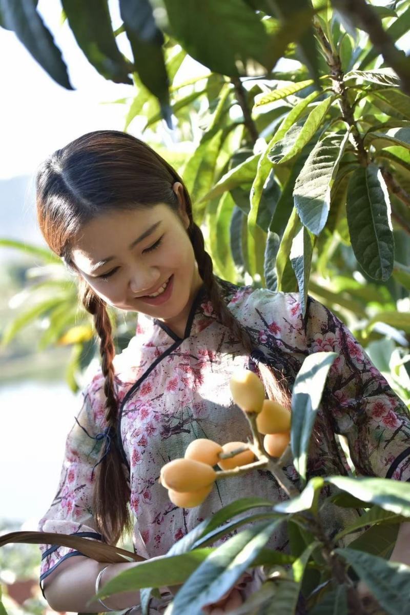 攀枝花米易早春枇杷上市啦，坐落于北回归线上的枇杷口感更清