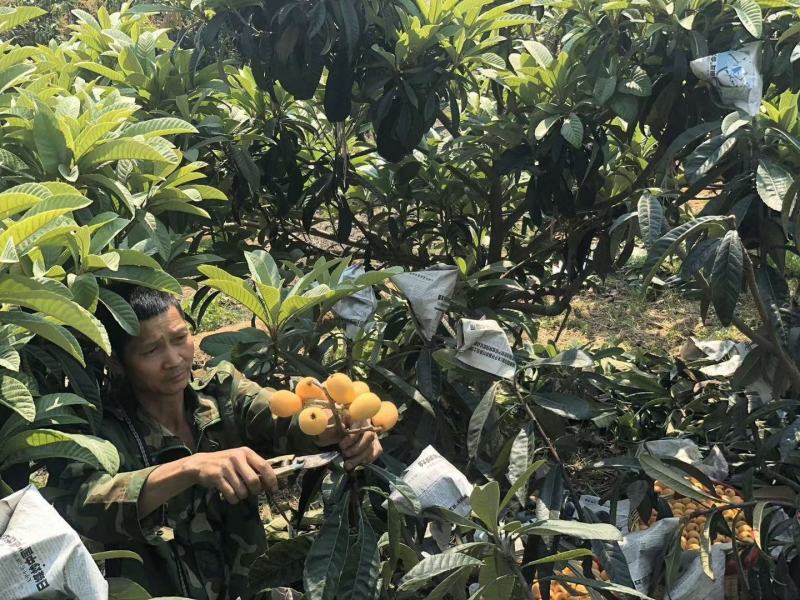 攀枝花米易早春枇杷上市啦，坐落于北回归线上的枇杷口感更清