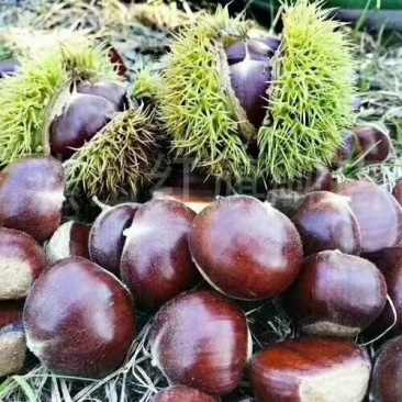 大量低价出售板栗嫁接苗，板栗实生苗，高产果大