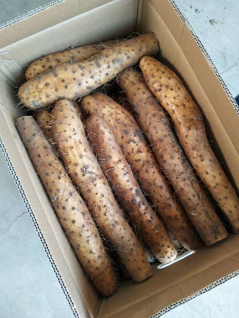 白玉山药，质量好，欢迎各界老板采购，支持全国发货欢迎合作