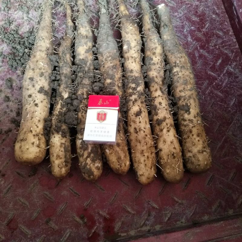 白玉山药，质量好，欢迎各界老板采购，支持全国发货欢迎合作
