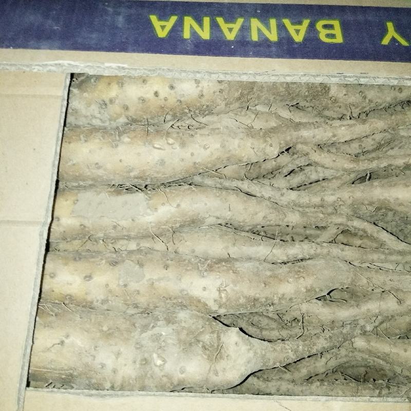 山东济宁白玉山药种大量现货，，质量不错品种纯，白玉豆苗