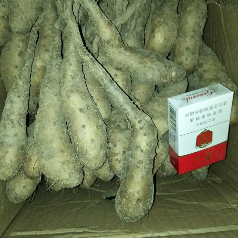 山东济宁白玉山药种大量现货，，质量不错品种纯，白玉豆苗
