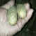山东济宁白玉山药种大量现货，，质量不错品种纯，白玉豆苗